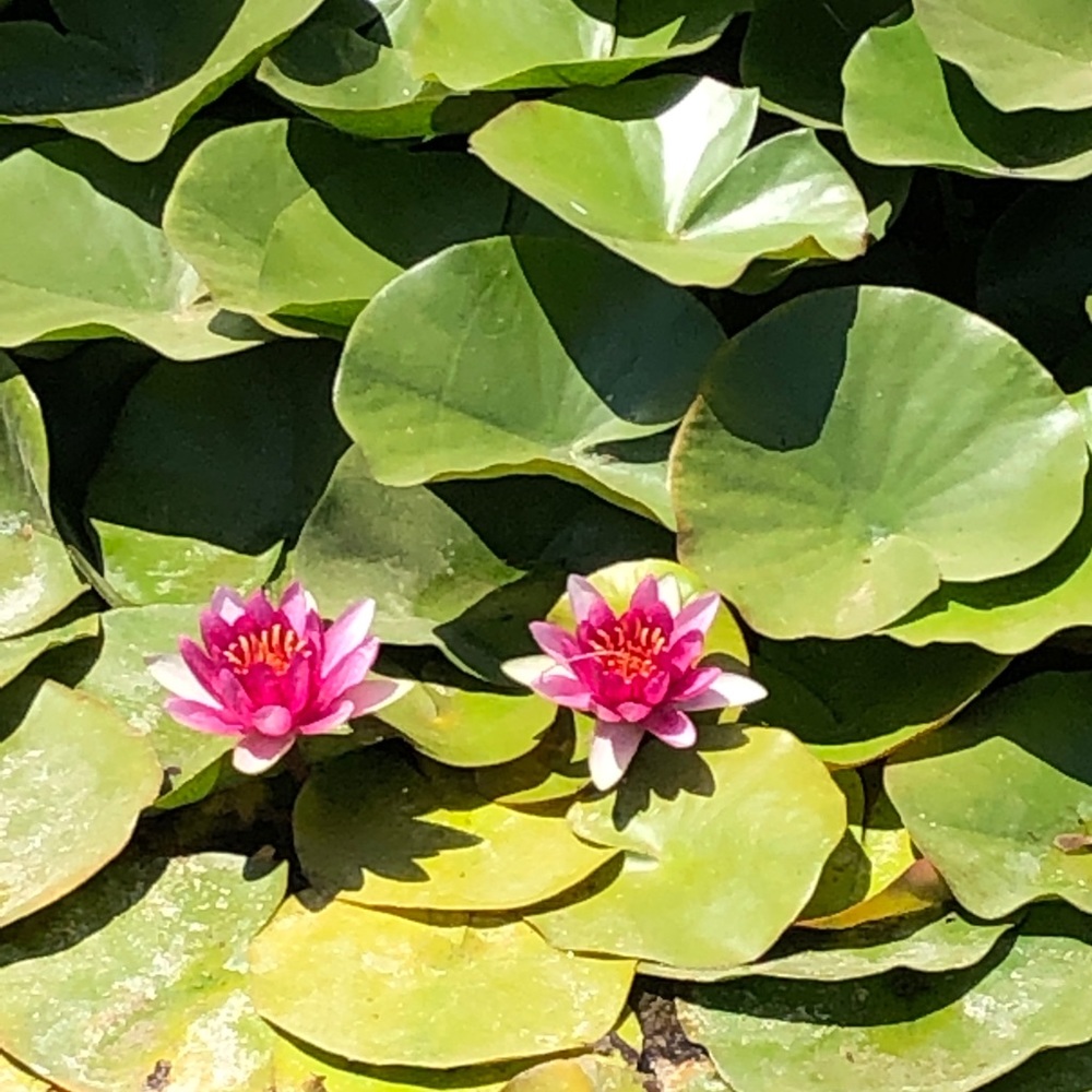 Meet your Posher, Slc